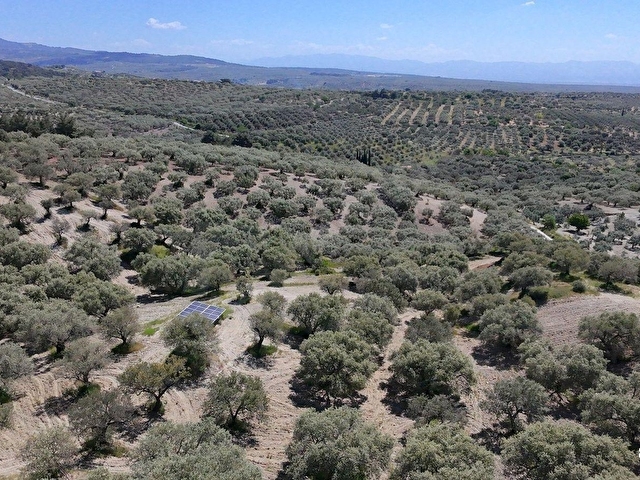 Zeytinliovada 47.800 m2 Yola Sıfır Elektirik ve Sulu Zeytinlik - Görsel 17