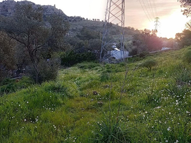 MUĞLA BODRUM GÜNDOĞAN SATILIK 11 DÖNÜM ZEYTİNLİ TARLA - Görsel 12