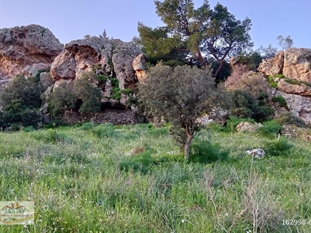 MUĞLA BODRUM GÜNDOĞAN SATILIK 11 DÖNÜM ZEYTİNLİ TARLA - Görsel 8
