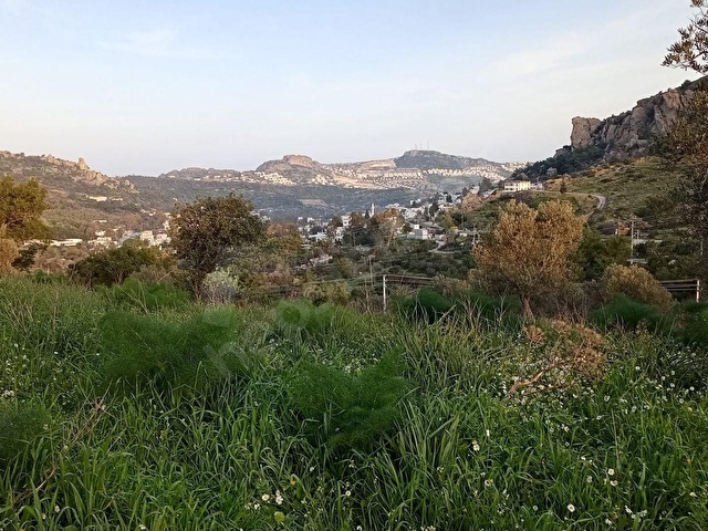 MUĞLA BODRUM GÜNDOĞAN SATILIK 11 DÖNÜM ZEYTİNLİ TARLA - Görsel 3