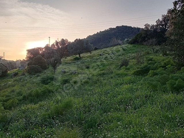 MUĞLA BODRUM GÜNDOĞAN SATILIK 11 DÖNÜM ZEYTİNLİ TARLA - Görsel 10