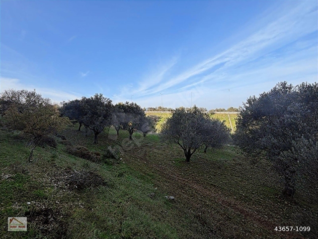 Urla Zeytinlerde Doğanın İçerisinde 2.133 m2 Satılık Tarla - Görsel 24