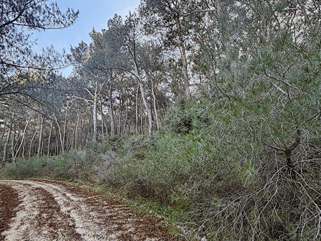 Urla Zeytinlerde Doğanın İçerisinde 2.133 m2 Satılık Tarla - Görsel 3