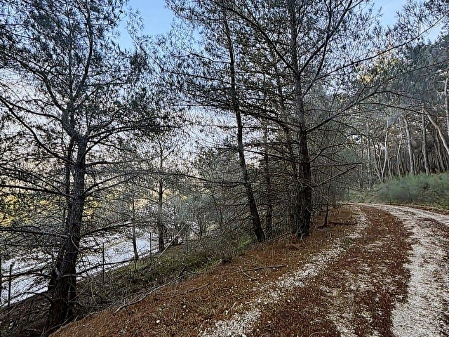 Urla Zeytinlerde Doğanın İçerisinde 2.133 m2 Satılık Tarla - Görsel 2