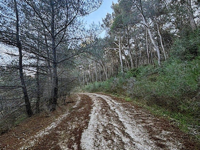 Urla Zeytinlerde Doğanın İçerisinde 2.133 m2 Satılık Tarla - Görsel 4