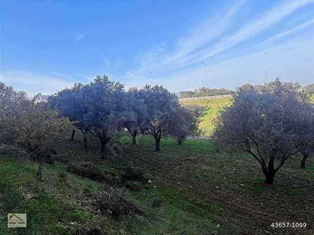 Urla Zeytinlerde Doğanın İçerisinde 2.133 m2 Satılık Tarla - Görsel 13