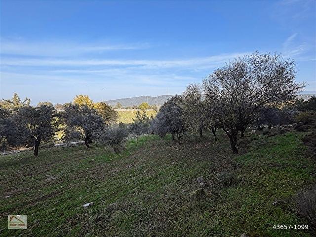 Urla Zeytinlerde Doğanın İçerisinde 2.133 m2 Satılık Tarla - Görsel 8