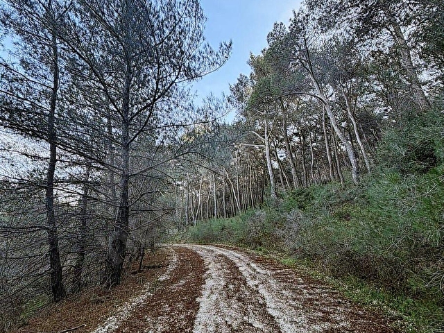 Urla Zeytinlerde Doğanın İçerisinde 2.133 m2 Satılık Tarla - Görsel 5