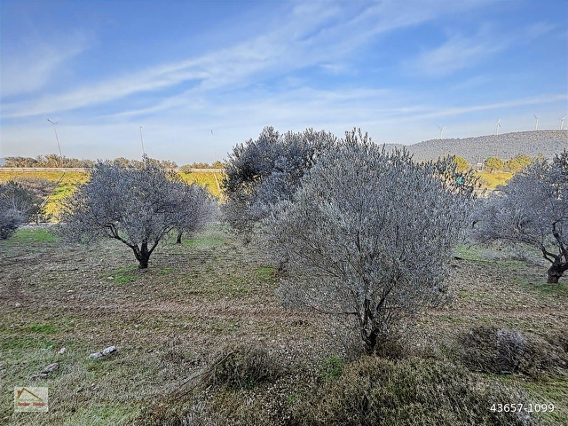 Urla Zeytinlerde Doğanın İçerisinde 2.133 m2 Satılık Tarla