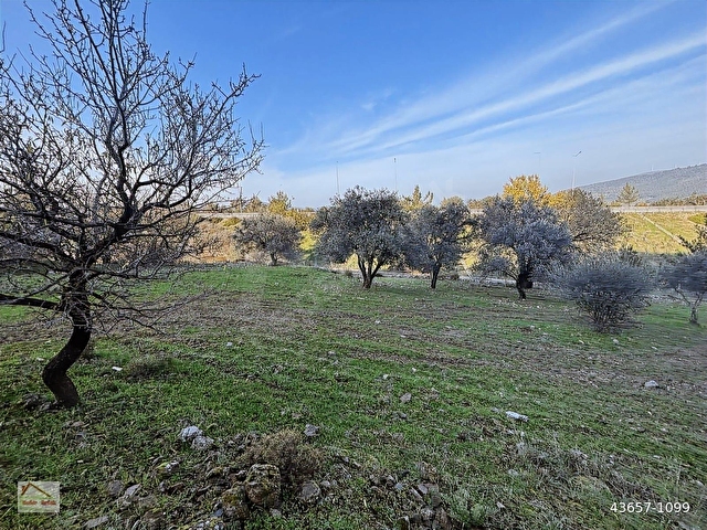 Urla Zeytinlerde Doğanın İçerisinde 2.133 m2 Satılık Tarla - Görsel 9