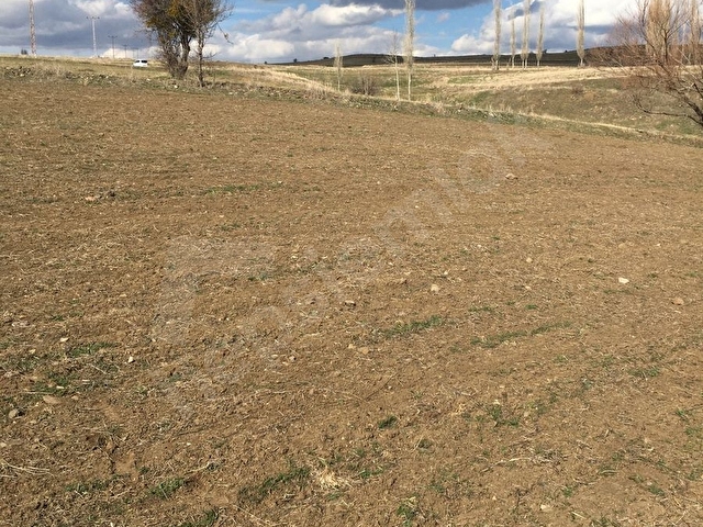 Acil. Köye yakın 3 dönüm müstakil tapu tarla. Yukarıekecik - Görsel 11