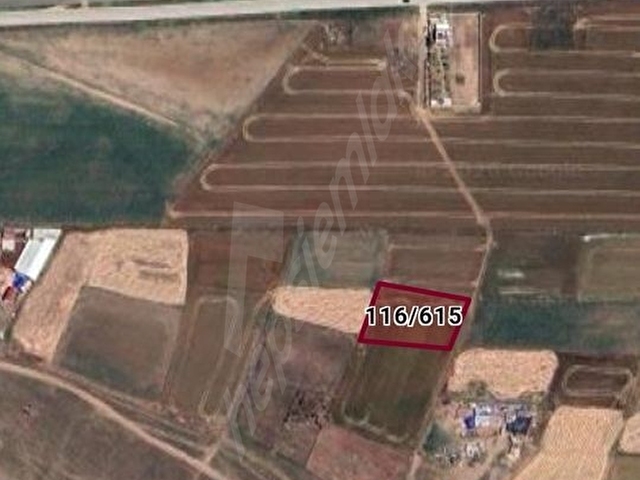 TEKİRDAĞ SARAY YUVALI DA SATILIK MÜSTAKİL TAPU 1503M2 BAĞ YERİ - Görsel 3