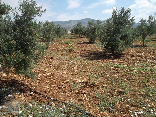 MANİSA SALİHLİ İĞDECİK MAHALLESİNDE SATILIK ZEYTİN BAHÇESİ - Görsel 16