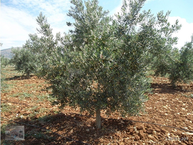 MANİSA SALİHLİ İĞDECİK MAHALLESİNDE SATILIK ZEYTİN BAHÇESİ
