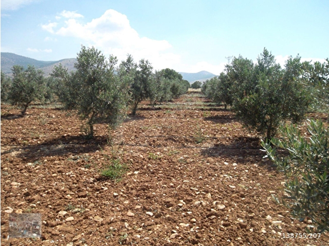 MANİSA SALİHLİ İĞDECİK MAHALLESİNDE SATILIK ZEYTİN BAHÇESİ - Görsel 10