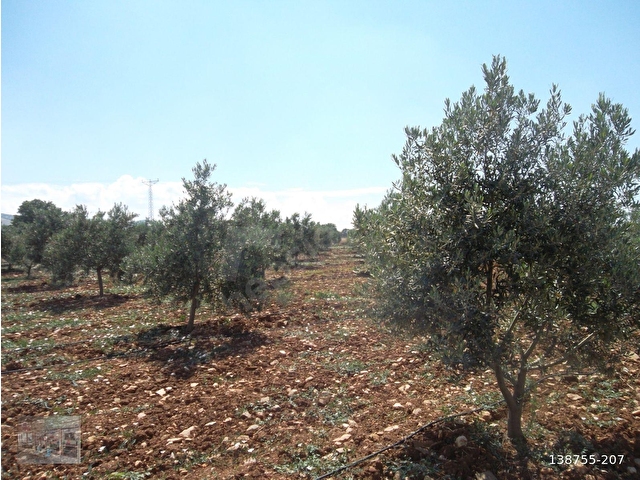 MANİSA SALİHLİ İĞDECİK MAHALLESİNDE SATILIK ZEYTİN BAHÇESİ - Görsel 5