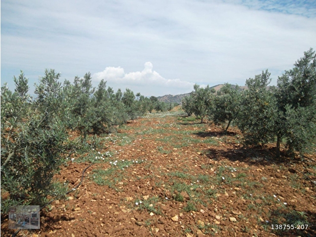 Salihli İğdecik Satılık