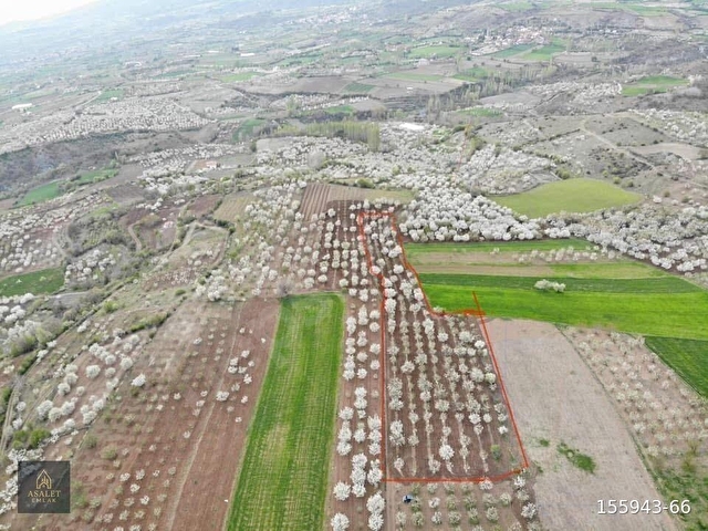 KOCACIKTA SATILIK KİRAZ BAHÇESİ , DAİRE TAKASINA AÇIK - Görsel 3