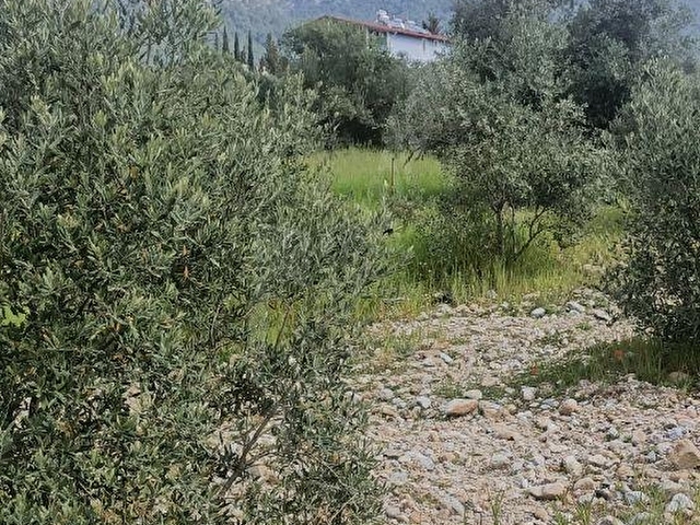 MUĞLA/KÖYCEĞİZ/ZEYTİNALANI SATILIK GÖL MANZARALI ARAZİ - Görsel 8