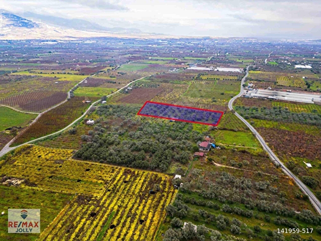 İZMIR KEMALPAŞA ÖREN’DE SATILIK 5.342 M² ZEYTINLI BAĞ - Görsel 11
