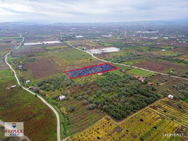 İZMIR KEMALPAŞA ÖREN’DE SATILIK 5.342 M² ZEYTINLI BAĞ - Görsel 13