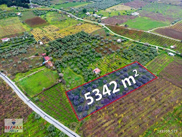 İZMIR KEMALPAŞA ÖREN’DE SATILIK 5.342 M² ZEYTINLI BAĞ