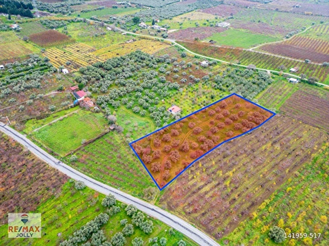 İZMIR KEMALPAŞA ÖREN’DE SATILIK 5.342 M² ZEYTINLI BAĞ - Görsel 4