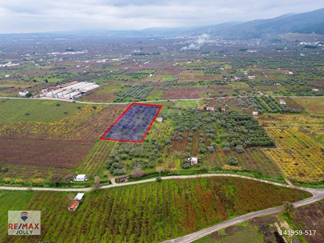 İZMIR KEMALPAŞA ÖREN’DE SATILIK 5.342 M² ZEYTINLI BAĞ - Görsel 15