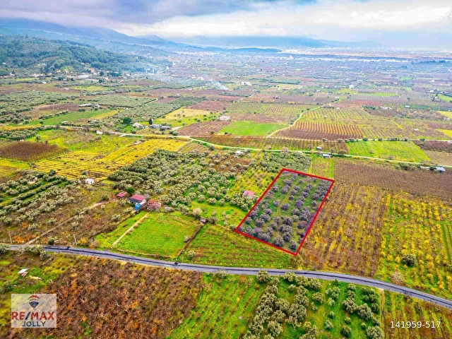 İZMIR KEMALPAŞA ÖREN’DE SATILIK 5.342 M² ZEYTINLI BAĞ - Görsel 7
