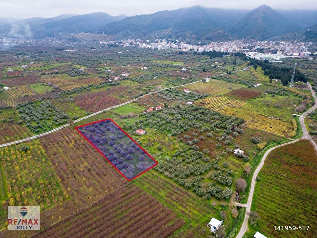 İZMIR KEMALPAŞA ÖREN’DE SATILIK 5.342 M² ZEYTINLI BAĞ - Görsel 17