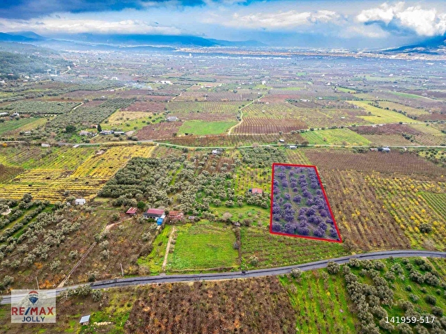 İZMIR KEMALPAŞA ÖREN’DE SATILIK 5.342 M² ZEYTINLI BAĞ - Görsel 8