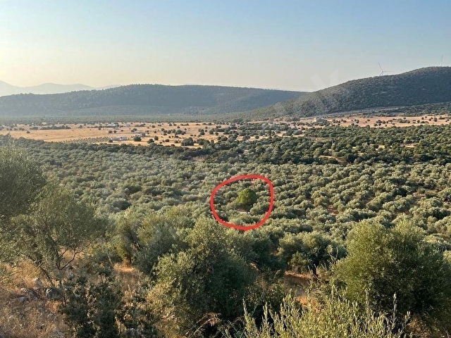 DİDİM AKYENİKÖYDE MÜSTAKİL TAPULU SATILIK ZEYTİNLİK TAM YATIRIMLIK - Görsel 6