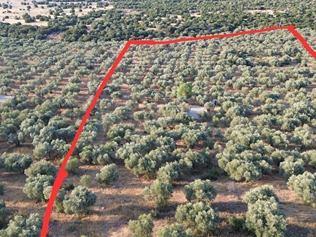 DİDİM AKYENİKÖYDE MÜSTAKİL TAPULU SATILIK ZEYTİNLİK TAM YATIRIMLIK - Görsel 3