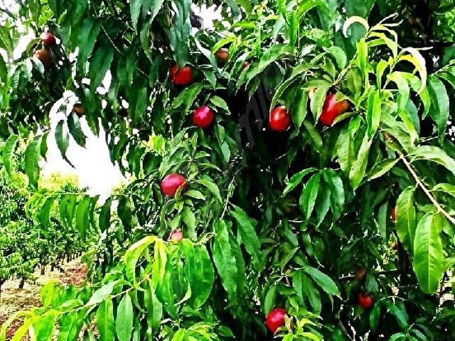 SAHİBİNDEN BAKIMLI ŞEFTALİLİK