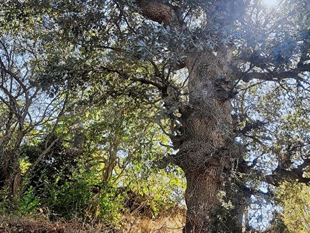 ACIPAYAM 5.183 M2 MUSTAKİL TEK TAPU -KISA SÜRE FİYAT DÜŞTÜ - Görsel 13