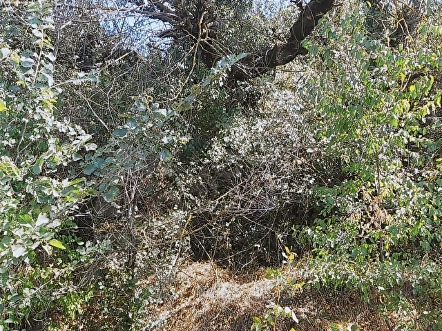 ACIPAYAM 5.183 M2 MUSTAKİL TEK TAPU -KISA SÜRE FİYAT DÜŞTÜ - Görsel 23