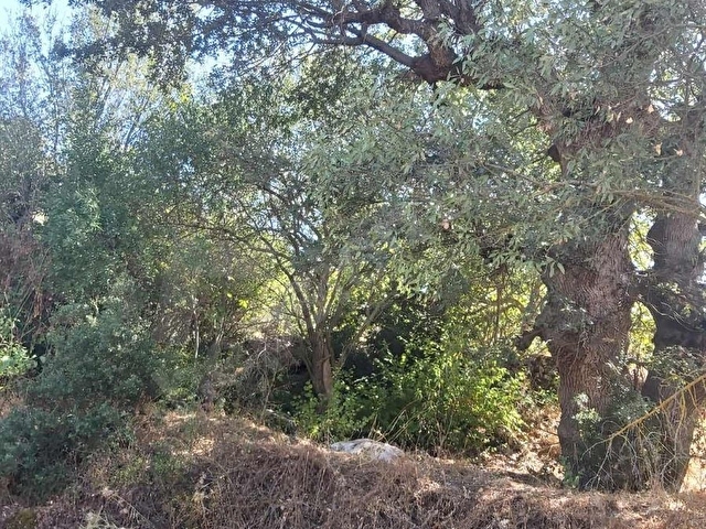ACIPAYAM 5.183 M2 MUSTAKİL TEK TAPU -KISA SÜRE FİYAT DÜŞTÜ - Görsel 14