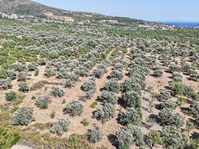 DATÇA YAKA KUMYERDE SATILIK 2.090M² ZEYTİNLİK - Görsel 21