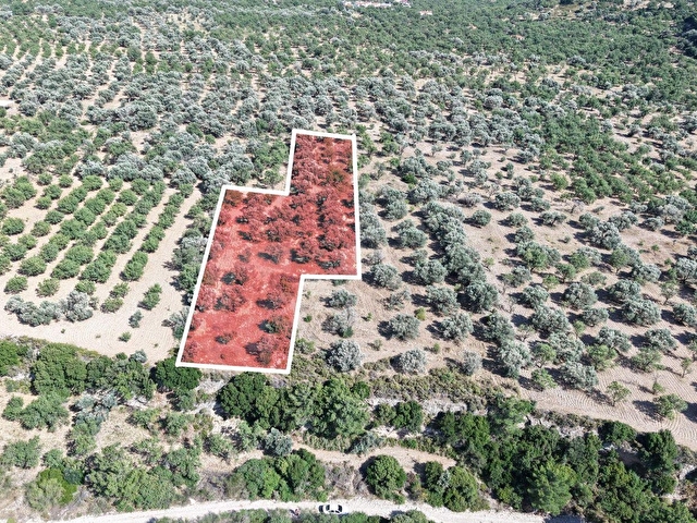 DATÇA YAKA KUMYERDE SATILIK 2.090M² ZEYTİNLİK - Görsel 2