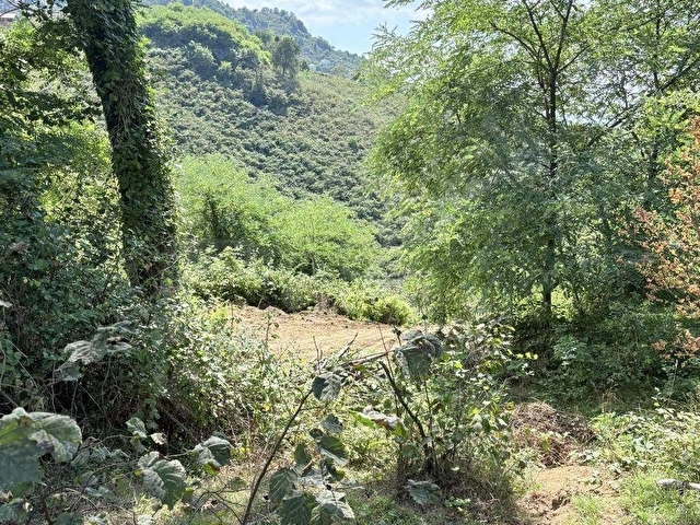 GİRESUN GÖRELE KARABURUNDA 1.1 DÖNÜM FINDIK BAHÇESİ - Görsel 13
