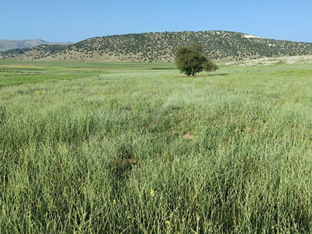 KORKUTELİ SÜLEKLER DE SATILIK 2.277M2 TARLA RESMİ YOLU VAR - Görsel 10