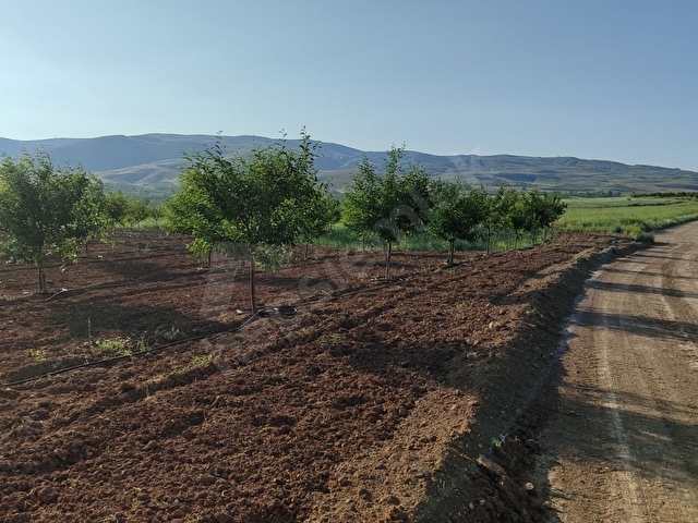KORKUTELİ SÜLEKLER DE SATILIK 2.277M2 TARLA RESMİ YOLU VAR - Görsel 13