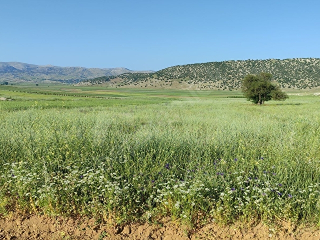 KORKUTELİ SÜLEKLER DE SATILIK 2.277M2 TARLA RESMİ YOLU VAR - Görsel 15