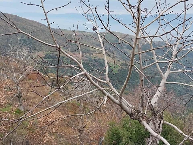 PEK EMLAKTAN TİRE OSMANCIK TA 1650 m2 SATILIK CEVİZ BAHÇESİ - Görsel 10