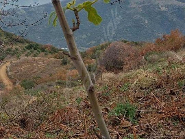 PEK EMLAKTAN TİRE OSMANCIK TA 1650 m2 SATILIK CEVİZ BAHÇESİ - Görsel 9