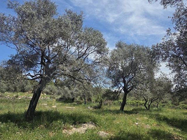 MUĞLA MİLAS ÇİFTLİK MAHALLESİNDE SATILIK 1549 M2 TARLA - Görsel 16