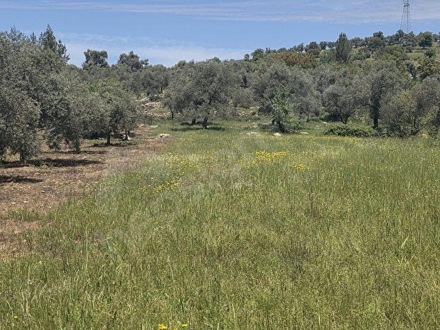 MUĞLA MİLAS ÇİFTLİK MAHALLESİNDE SATILIK 1549 M2 TARLA - Görsel 17