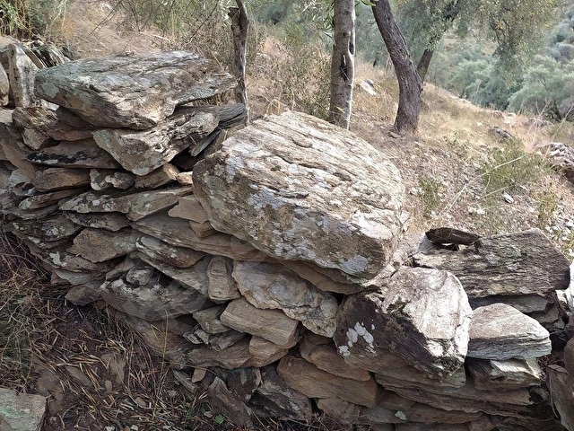Milas Pınarcık ta 9.598 m2 Satılık Zeytinlik - Görsel 5