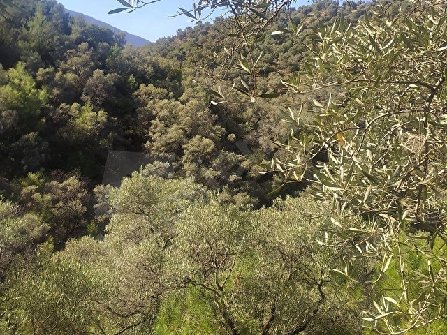 Milas Pınarcık ta 9.598 m2 Satılık Zeytinlik - Görsel 6