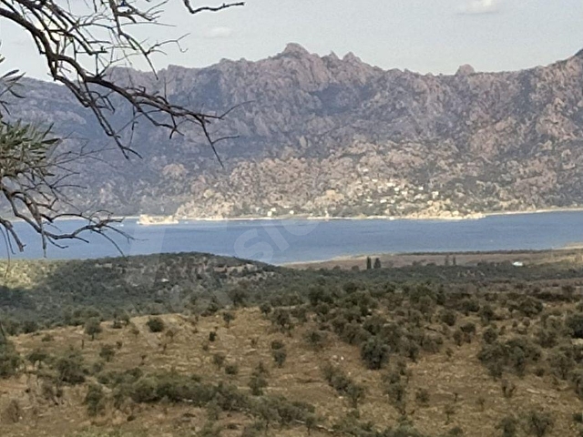 Milas Pınarcık ta 9.598 m2 Satılık Zeytinlik - Görsel 2